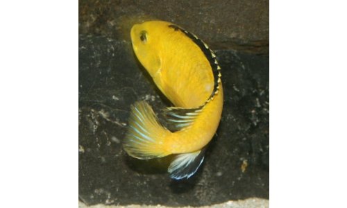 Labidochromis sp. yellow